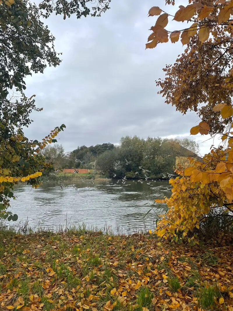 Divoké kachny